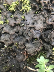 Peltigera evansiana