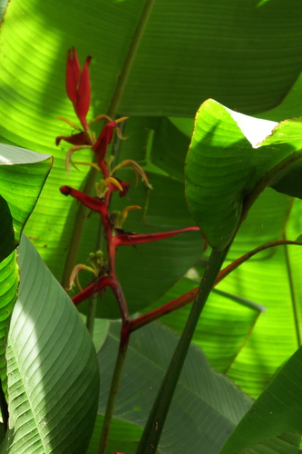 Heliconia schiedeana (Heliconia schiedeana)