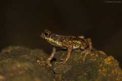 Malabar Tree Toad photo 5