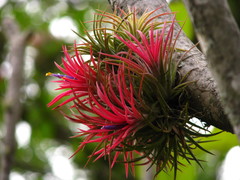 Tillandsia ionantha
