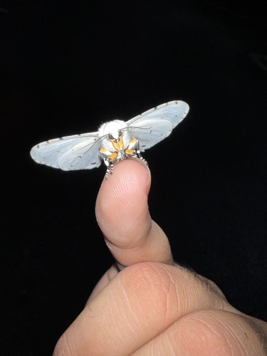 Salt Marsh Moth photo 5