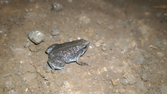 Hypopachus ustus