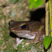 Lagre Golden Backed Frog - Photo (c) Nithin Divakar, some rights reserved (CC BY-NC), uploaded by Nithin Divakar
