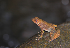Jerdon's Olive-Brown Frog photo 5