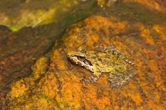 Malabar Indian Frog photo 4