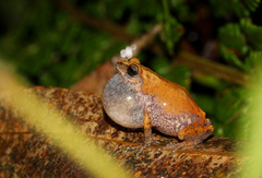 Griet Bush Frog photo 4