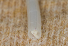 Scaphopoda