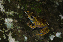 Green Frog of the Neelgherries photo 5