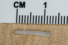 Scaphopoda