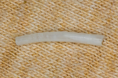 Scaphopoda