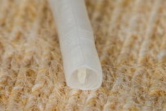 Scaphopoda