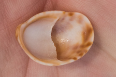 Crepidula fornicata image