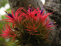 Tillandsia ionantha