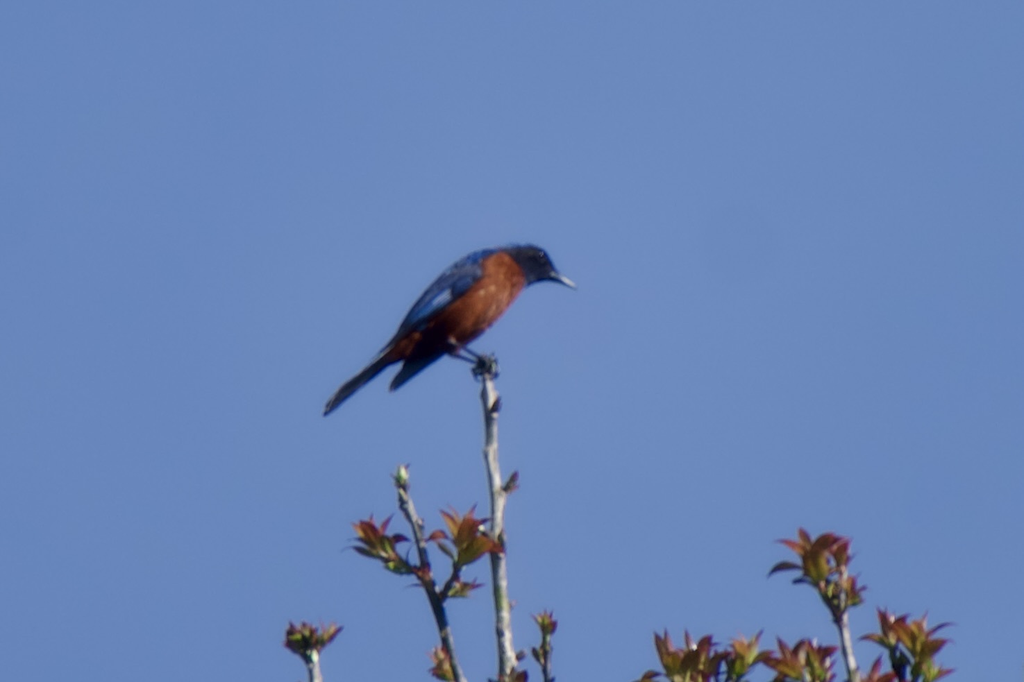 Chestnut-bellied Rock Thrush (Monticola rufiventris)