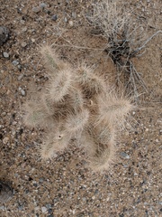 Opuntia diploursina