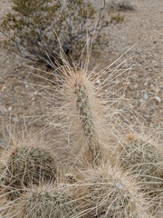 Opuntia diploursina