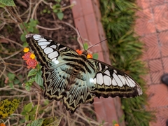 Parthenos sylvia