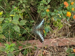 Parthenos sylvia