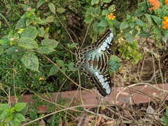 Parthenos sylvia