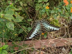 Parthenos sylvia