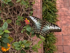 Parthenos sylvia
