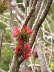 Tillandsia ionantha