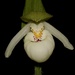 Sparrow's-egg Lady's Slipper - Photo (c) Dustin Snider, some rights reserved (CC BY), uploaded by Dustin Snider