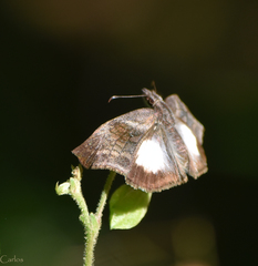 Theagenes aegides