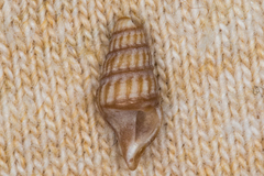 Pyrgospira tampaensis image