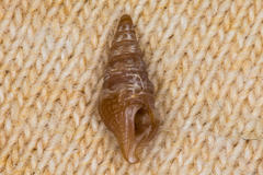 Conoidea