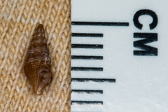 Conoidea
