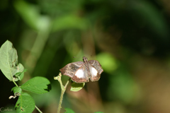 Theagenes aegides