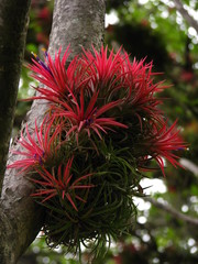 Tillandsia ionantha