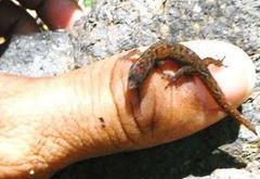 Sphaerodactylus