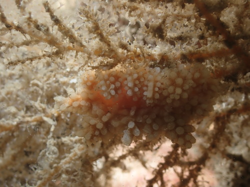 Halecium observed 2023-05-16