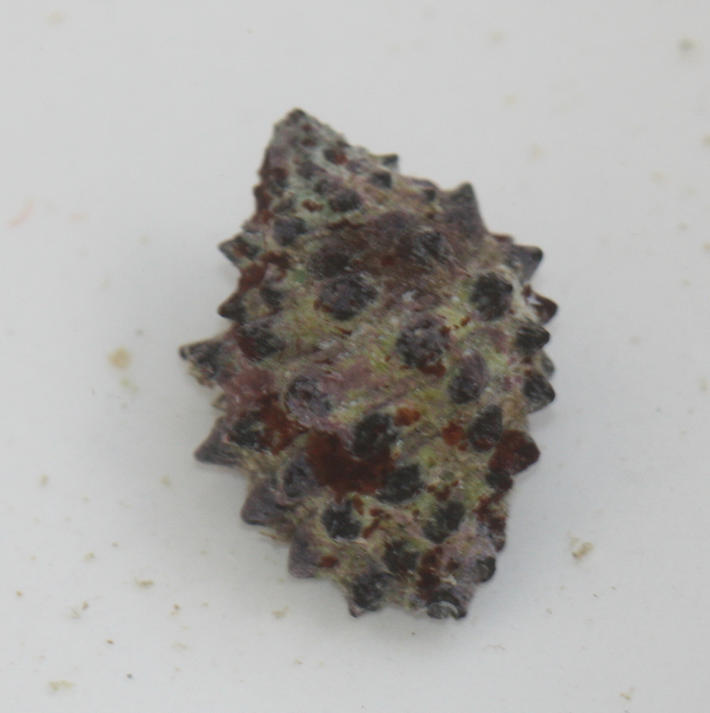 Morula uva