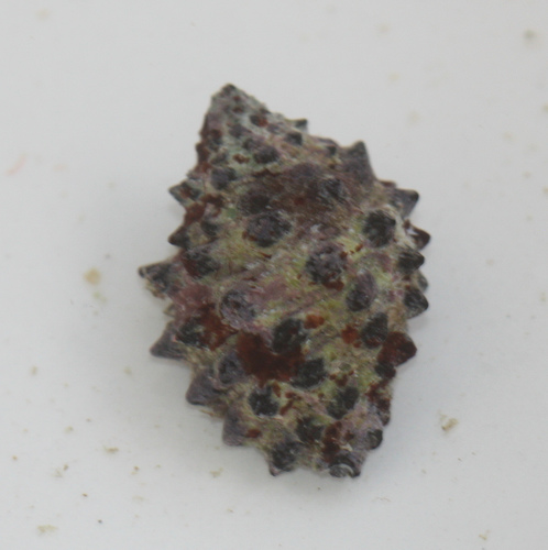 Morula uva