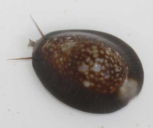 Monetaria caputophidii