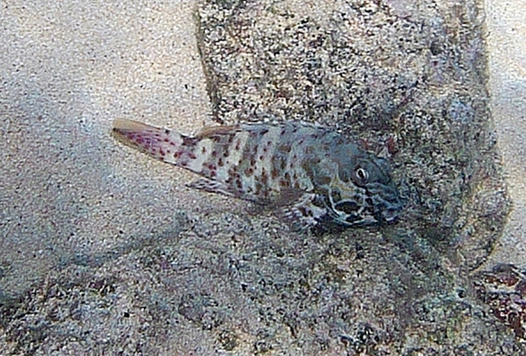Stocky hawkfish