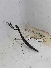 Eumantodea
