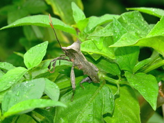 Phyllogonia limosa