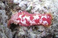 Hexabranchus sanguineus image