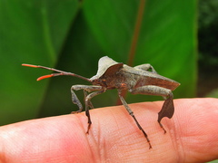 Phyllogonia limosa