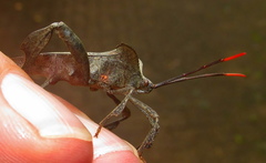 Phyllogonia limosa