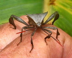 Phyllogonia limosa