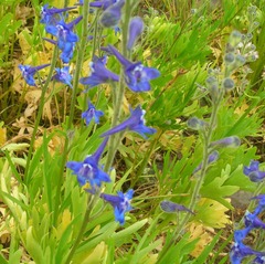 Delphinium multiplex