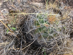 Ferocactus alamosanus