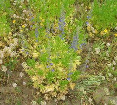 Delphinium multiplex