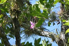 Laelia anceps