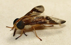 Tabanocella